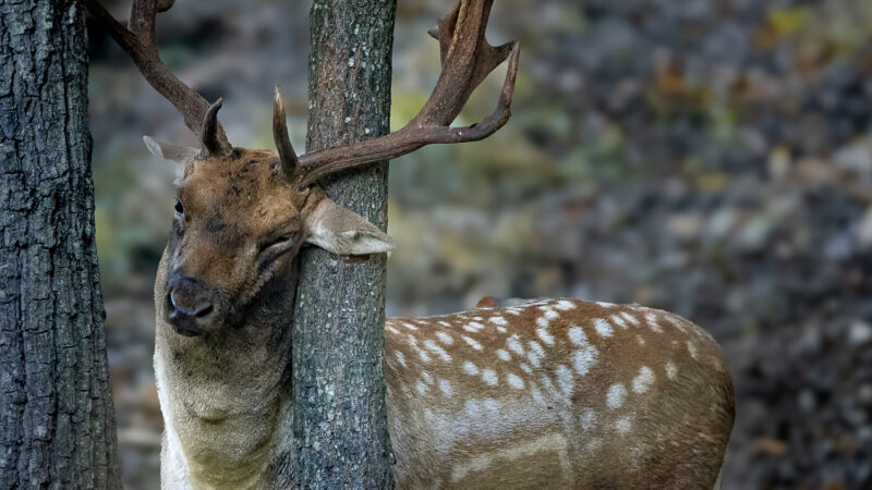 _A117832-Modifica-2