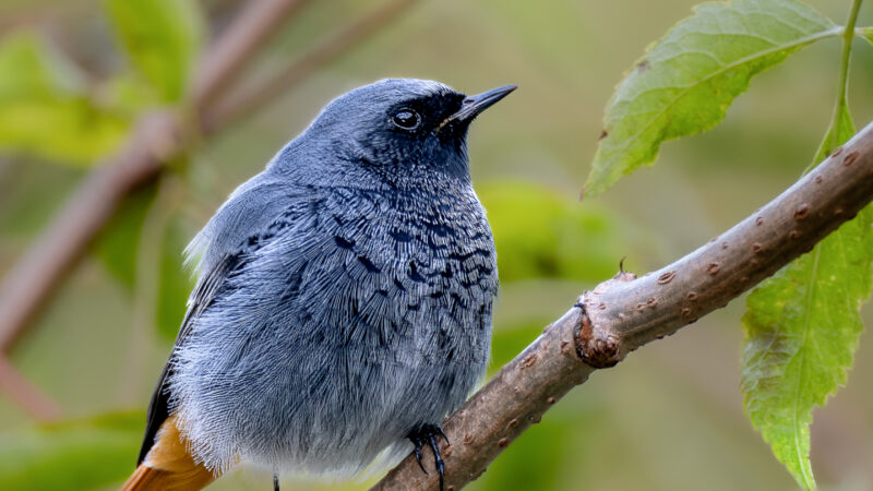_A282350-Modifica