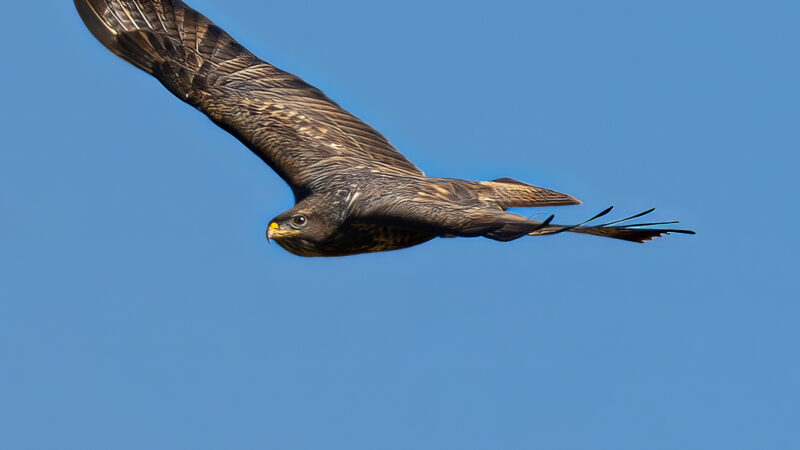 FALCO