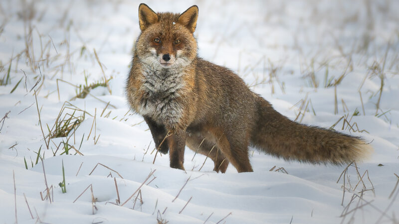 VOLPINA NEVE2 (1 di 1) (2)